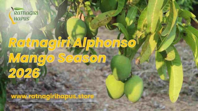 Alphonso mango, Ratnagiri Alphonso mango, Buy Alphonso mango online, Alphonso mango delivery in India, Alphonso Season 2026,Alphonso Mango